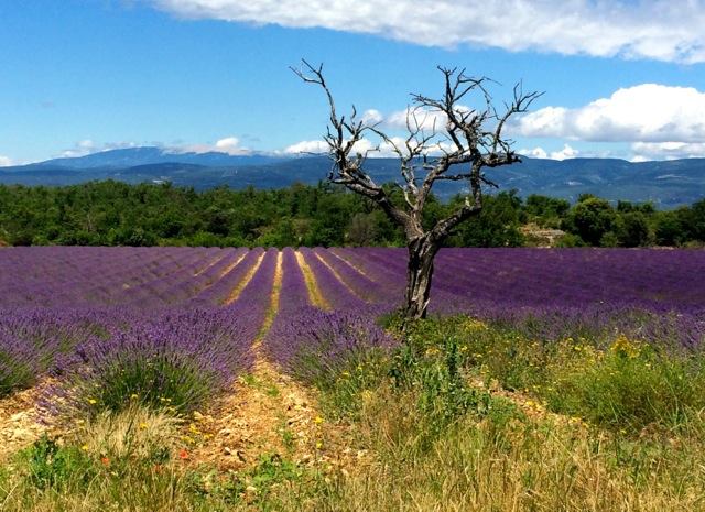 lavender fields of Provence