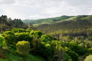 Ahhh...The Berkeley Hills