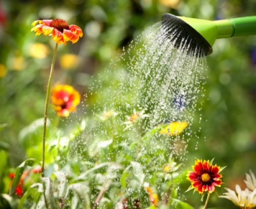 Watering flowers